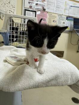 BLAZER -  Domestic Short Hair Cat for Adoption in Fremont, California - BLAZER | PetCurious