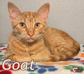 Domestic Short Hair Cats Available for Adoption - Goat | PetCurious