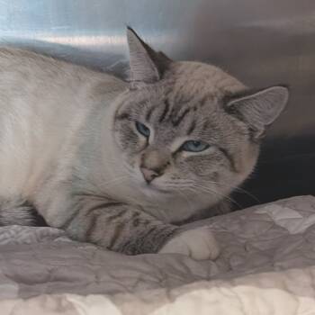 Rescue Siamese and Domestic Short Hair Cats for Adoption in Spokane, Washington - Hisstopher | PetCurious