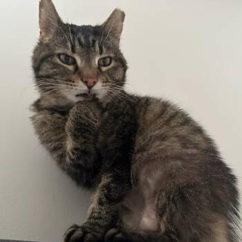 Sara Lee -  Domestic Short Hair Cat for Adoption in La Grange, Kentucky - Sara Lee | PetCurious