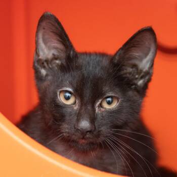 Milo -  Domestic Short Hair Cat for Adoption in Middletown, Rhode Island - Milo | PetCurious