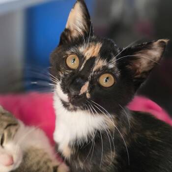 Dolly -  Domestic Short Hair Cat for Adoption in Huntsville, Alabama - Dolly | PetCurious