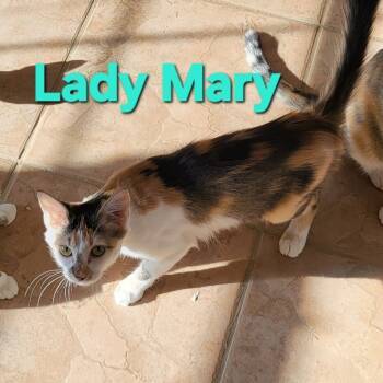 Rescue Domestic Short Hair Cats for Adoption in Leander, Texas - Lady Mary Crawley | PetCurious
