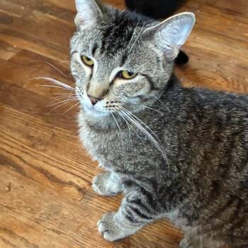 Mikey -  Domestic Short Hair Cat for Adoption in Henderson, Kentucky - Mikey | PetCurious