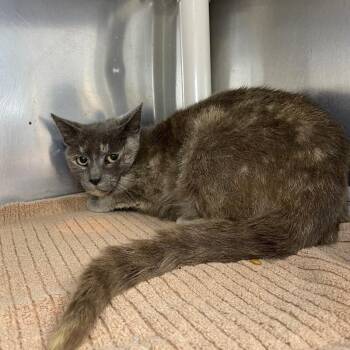 Sloane -  Domestic Short Hair Cat for Adoption in Roanoke, Virginia - Sloane | PetCurious