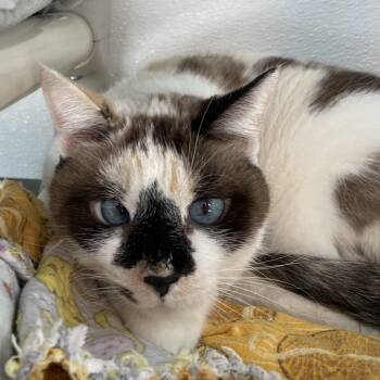 Rescue Snowshoe and Domestic Short Hair Cats for Adoption in St. Helena, California - Maxine | PetCurious