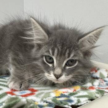 Pilot -  Domestic Long Hair Cat for Adoption in Naperville, Illinois - Pilot | PetCurious