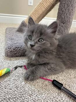Emma -  Domestic Medium Hair Cat for Adoption in Shakespeare, Ontario - Emma | PetCurious