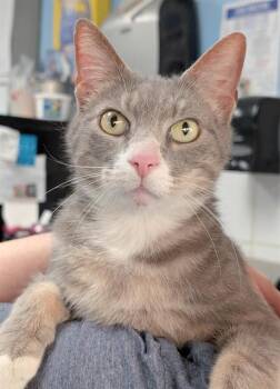 DOUJI -  Domestic Short Hair Cat for Adoption in Canfield, Ohio - DOUJI | PetCurious