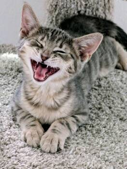 Mini Boss -  Domestic Short Hair Cat for Adoption in Houston, Texas - Mini Boss | PetCurious