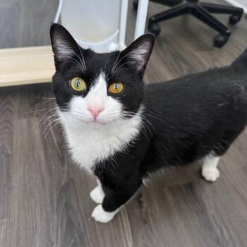 Woozle -  Domestic Short Hair Cat for Adoption in Pittsburgh, Pennsylvania - Woozle | PetCurious