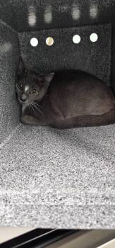 Washington -  Domestic Short Hair Cat for Adoption in Athens, Tennessee - Washington | PetCurious