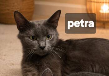 Petra -  Domestic Short Hair Cat for Adoption - Petra | PetCurious