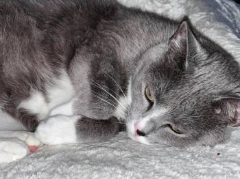 Mulan -  Russian Blue and Tuxedo Cat for Adoption in Oxford, Mississippi - Mulan | PetCurious