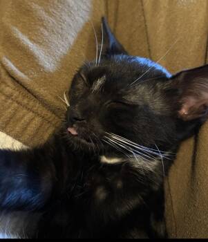 Pyewacket -  Domestic Short Hair Cat for Adoption in Havertown, Pennsylvania - Pyewacket | PetCurious