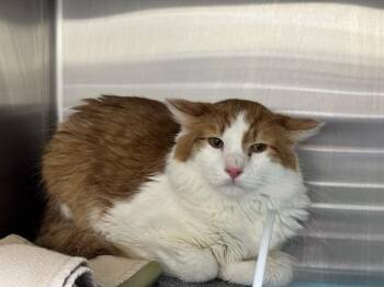 Domestic Short Hair Cats Available for Adoption in Pueblo, Colorado - HAPPY IN THE BARN | PetCurious