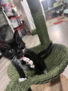 Danny -  Domestic Short Hair Cat for Adoption in Cleveland, Ohio - Danny | PetCurious