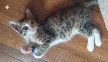 Domestic Short Hair Cats Available for Adoption in Charlotte, North Carolina - MOLLY | PetCurious