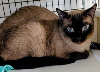 Zoe -  Siamese Cat for Adoption in St. Augustine, Florida - Zoe | PetCurious