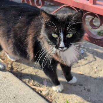 Nora - Costa Mesa Location -  Domestic Medium Hair Cat for Adoption in Chino Hills, California - Nora - Costa Mesa Location | PetCurious