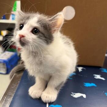 Domestic Short Hair Cats Available for Adoption in Ontario, California - FERGIE | PetCurious