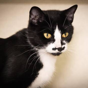 Smidge -  Domestic Short Hair Cat Available for Adoption in Victor, New York - Smidge | PetCurious
