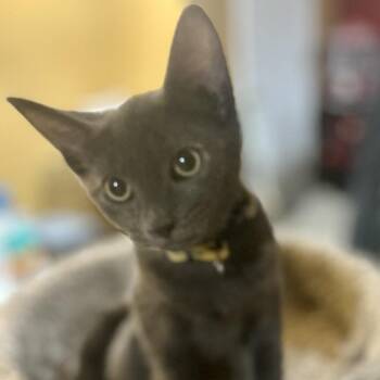 Gracie -  Domestic Short Hair Cat for Adoption in Philadelphia, Pennsylvania - Gracie | PetCurious