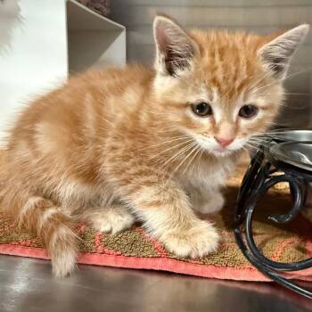 Monkey -  Domestic Short Hair Cat for Adoption in Cedaredge, Colorado - Monkey | PetCurious
