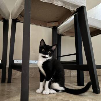 Josey -  Domestic Short Hair Cat for Adoption in San Francisco, California - Josey | PetCurious