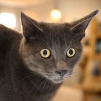 Domestic Short Hair Cats Available for Adoption in Hemet, California - Dusty | PetCurious