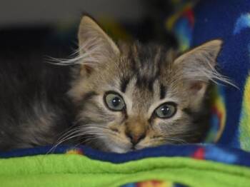 Momo -  Domestic Long Hair Cat for Adoption in Portland, Oregon - Momo | PetCurious