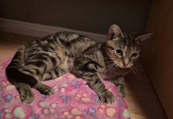 Charlotte -  Domestic Short Hair Cat for Adoption in Pickering, Ontario - Charlotte | PetCurious