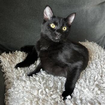 Saffron -  Domestic Short Hair Cat for Adoption in Spokane, Washington - Saffron | PetCurious