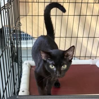 Jimmy Bag -  Domestic Short Hair Cat for Adoption in Troy, Virginia - Jimmy Bag | PetCurious