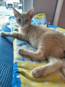 Butters -  Domestic Short Hair Cat for Adoption in Athens, Tennessee - Butters | PetCurious