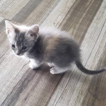 Lucy C11928 -  Domestic Short Hair Cat for Adoption - Lucy C11928 | PetCurious