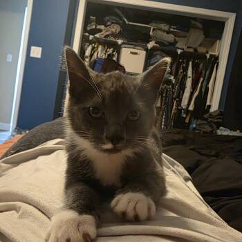 Ethel -  Domestic Short Hair Cat for Adoption in Sioux Falls, South Dakota - Ethel | PetCurious