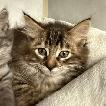 Domestic Long Hair Cats Available for Adoption in Stillwater, Oklahoma - Monty | PetCurious