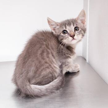 Abigail Lincoln -  Domestic Short Hair Cat for Adoption in Hattiesburg, Mississippi - Abigail Lincoln | PetCurious