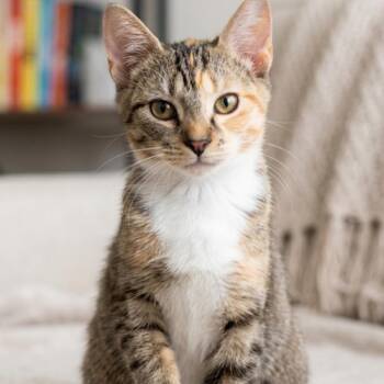 Sienna -  Domestic Short Hair Cat for Adoption in La Grange, Kentucky - Sienna | PetCurious