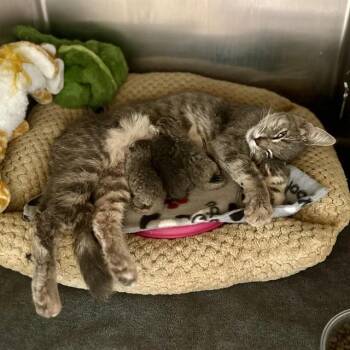 SADIE -  Domestic Short Hair Cat for Adoption in Riverside, California - SADIE | PetCurious