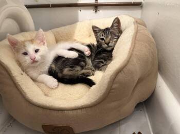 Murphy (bonded with Max) -  Domestic Short Hair Cat for Adoption in Oakland, California - Murphy (bonded With Max) | PetCurious