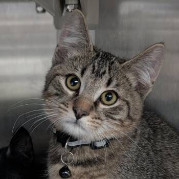 This -  Domestic Short Hair Cat for Adoption in Seattle, Washington - This | PetCurious