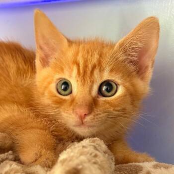 Gideon -  Domestic Short Hair Cat Available for Adoption in Cumming, Georgia - Gideon | PetCurious