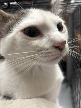 MAGNOLIA -  Domestic Short Hair Cat for Adoption in Las Vegas, Nevada - MAGNOLIA | PetCurious
