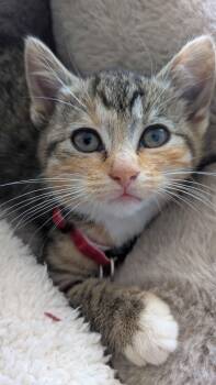 Rescue Domestic Short Hair Cats for Adoption in Weehawken Township, New Jersey - Petals | PetCurious