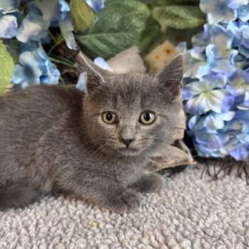 Tum Tum Tree -  Domestic Short Hair Cat for Adoption in Toms River, New Jersey - Tum Tum Tree | PetCurious