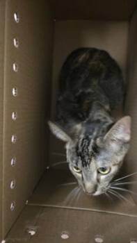 Stevia -  Domestic Short Hair Cat for Adoption in Wichita, Kansas - Stevia | PetCurious