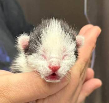 Domestic Short Hair and American Bobtail Cats Available for Adoption in Republic, Missouri - Pine | PetCurious