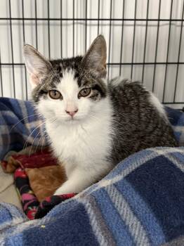 Gwendolyn -  American Shorthair Cat for Adoption in Big Rapids, Michigan - Gwendolyn | PetCurious